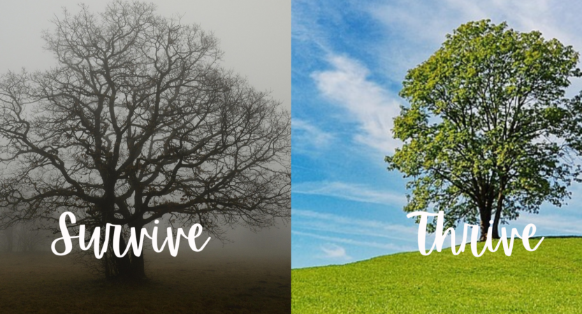 The Attitude Reset: Concrete Steps to Move from Survival to Thrive