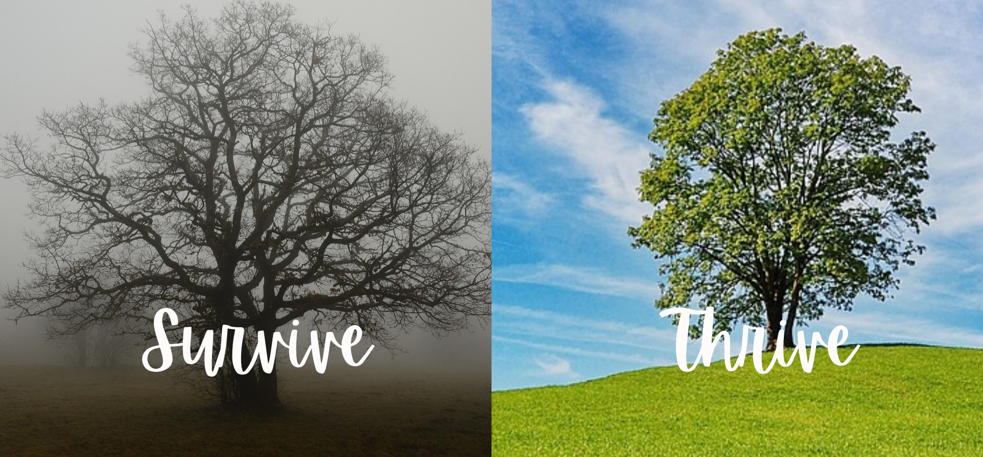 Read more about the article The Attitude Reset: Concrete Steps to Move from Survival to Thrive